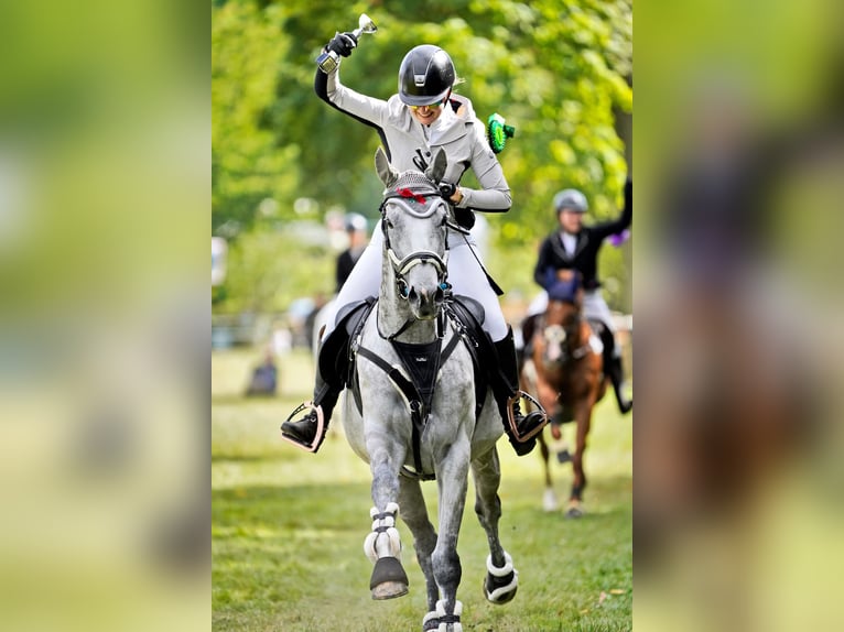 Thoroughbred Mare 8 years 15,3 hh Grey-Dapple in Prague
