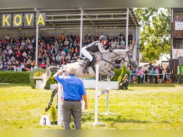 Thoroughbred Mare 8 years 15,3 hh Grey-Dapple in Prague