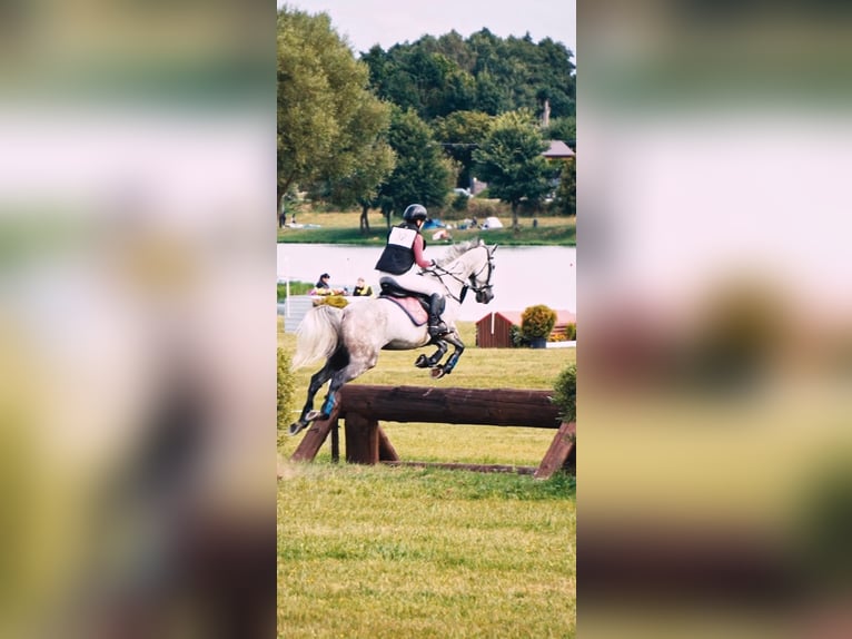 Thoroughbred Mare 8 years 15,3 hh Grey-Dapple in Prague