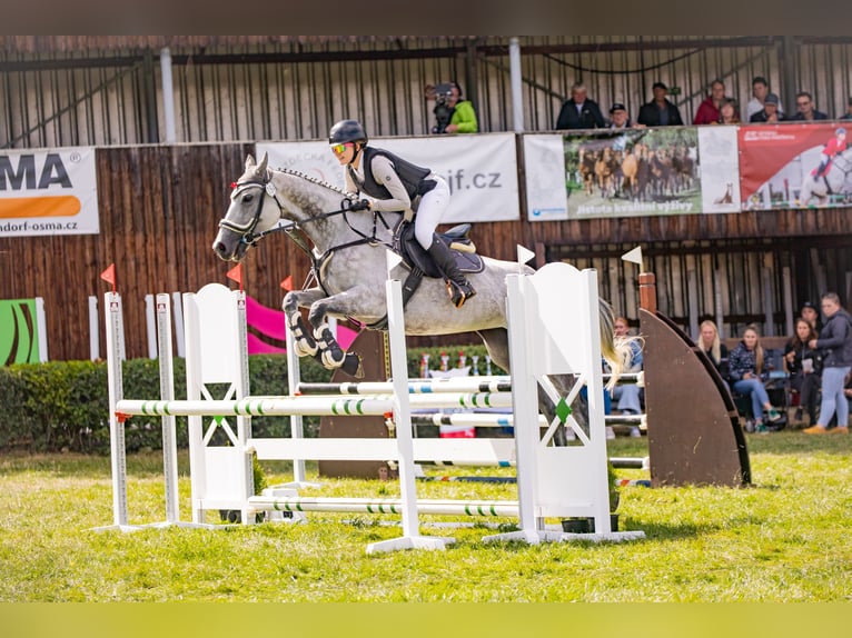 Thoroughbred Mare 8 years 15,3 hh Grey-Dapple in Prague