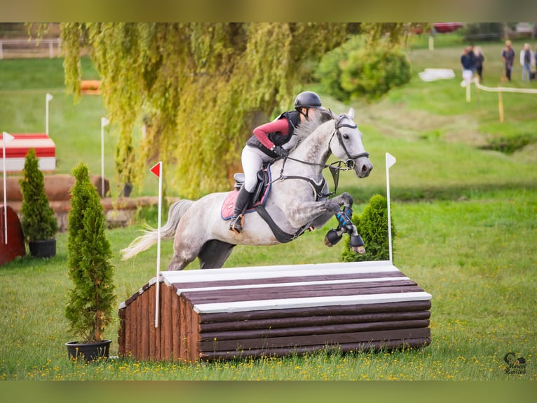 Thoroughbred Mare 8 years 15,3 hh Grey-Dapple in Prague