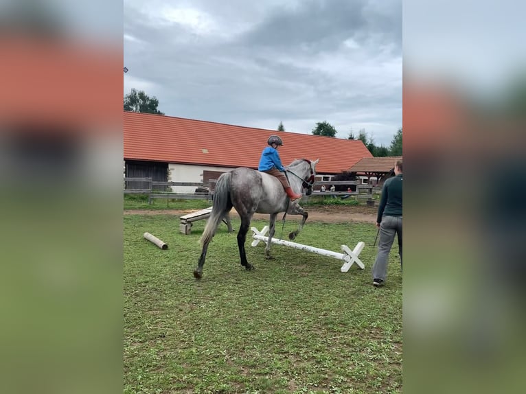 Thoroughbred Mare 8 years 15,3 hh Grey-Dapple in Prague