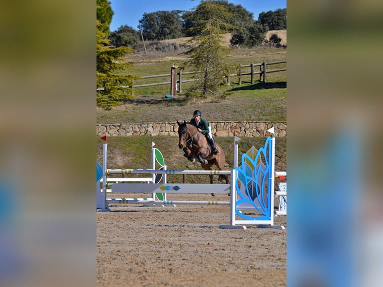 Thoroughbred Mare 8 years 16,1 hh Bay-Dark in Brunete