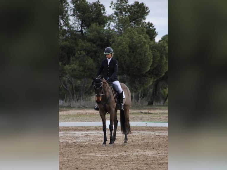 Thoroughbred Mare 8 years 16,1 hh Bay-Dark in Brunete