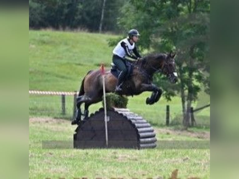 Thoroughbred Mare 8 years 16,1 hh Bay-Dark in Brunete