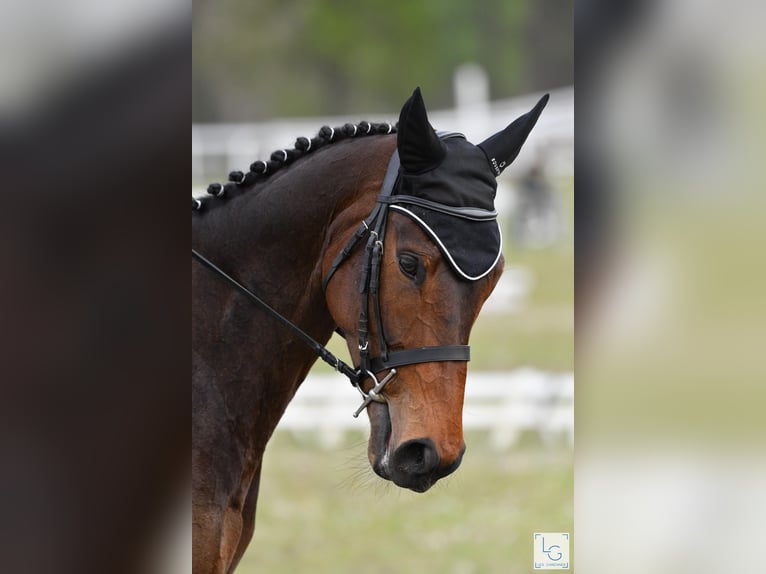 Thoroughbred Mare 8 years 16,1 hh Bay-Dark in Brunete