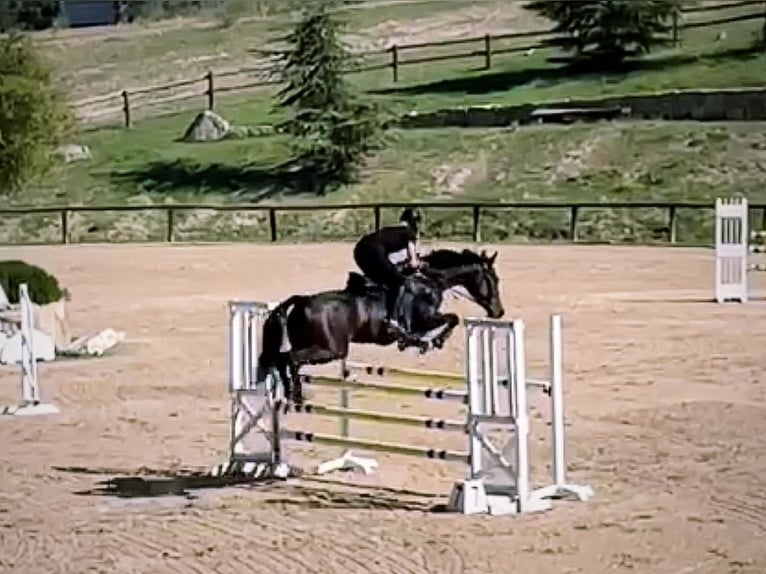 Thoroughbred Mare 8 years 16,1 hh Bay-Dark in Brunete