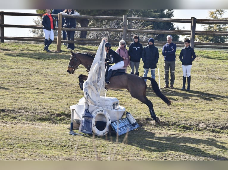 Thoroughbred Mare 8 years 16,1 hh Bay-Dark in Brunete