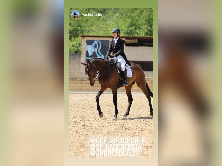 Thoroughbred Mare 8 years 16,1 hh Bay-Dark in Brunete