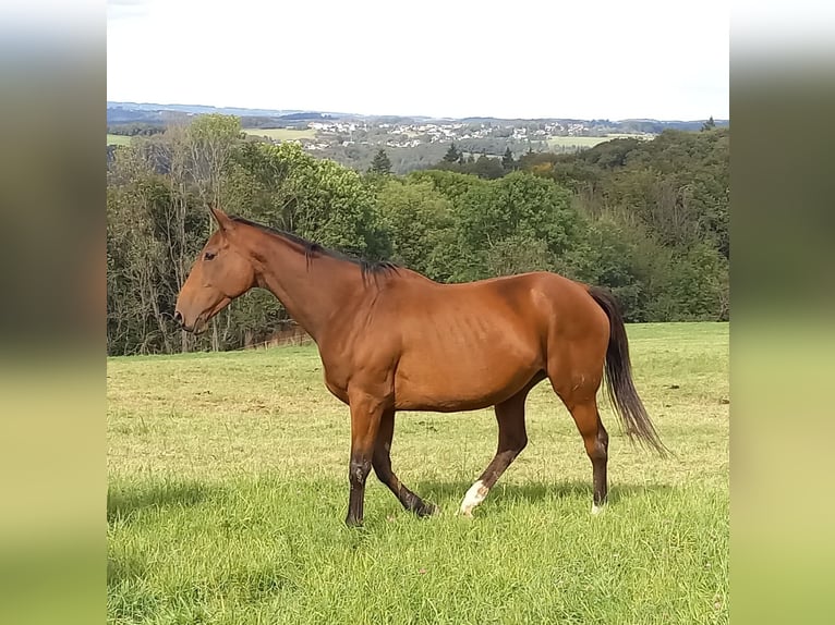 Thoroughbred Mare 8 years 16,1 hh Bay-Dark in Kurtscheid