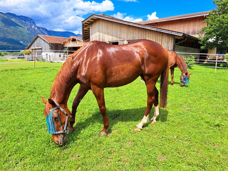 Thoroughbred Mare 8 years 16,1 hh Chestnut-Red in Kundl