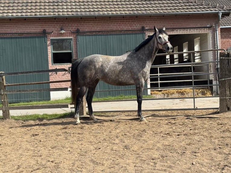 Thoroughbred Mare 8 years 16.1 hh Grey-Dapple in Ratingen