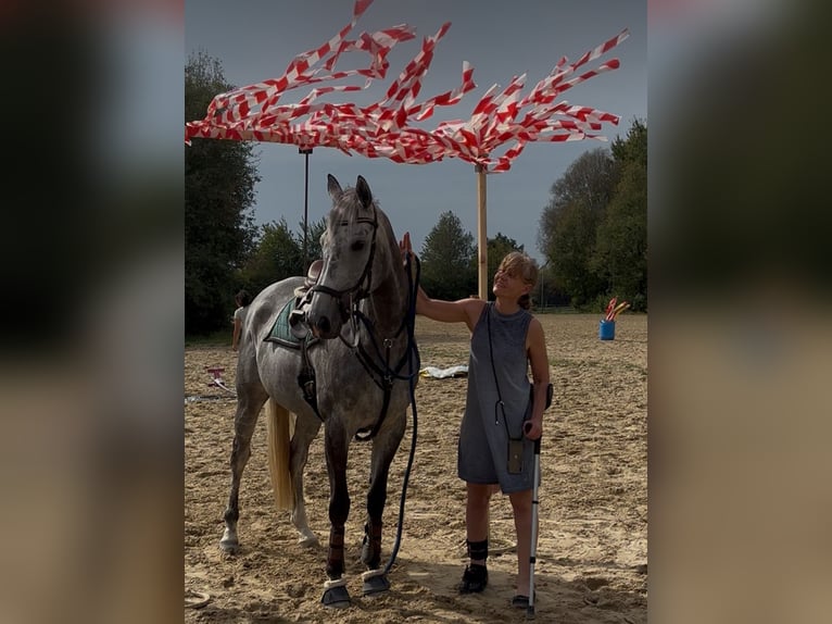 Thoroughbred Mare 8 years 16.1 hh Grey in RheinbergRheinberg