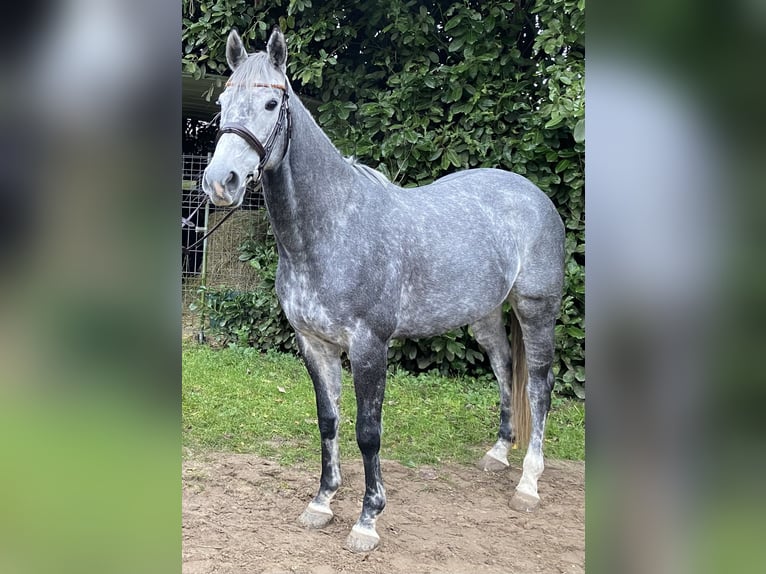 Thoroughbred Mare 8 years 16.1 hh Grey in RheinbergRheinberg