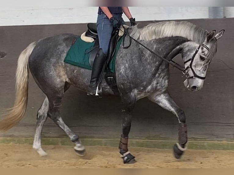 Thoroughbred Mare 8 years 16.1 hh Grey in RheinbergRheinberg