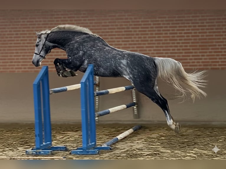 Thoroughbred Mare 8 years 16.1 hh Grey in RheinbergRheinberg