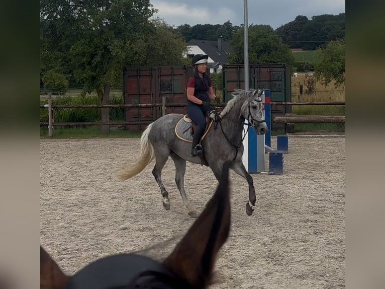 Thoroughbred Mare 8 years 16.1 hh Grey in RheinbergRheinberg