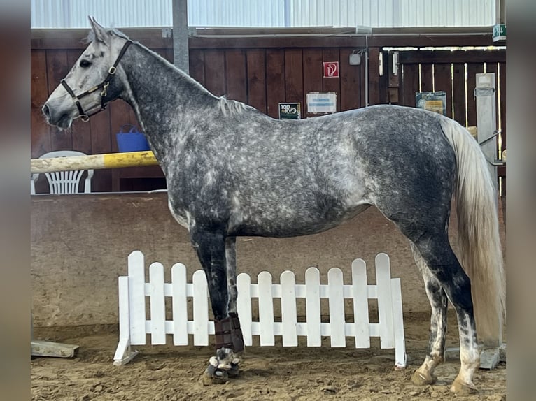 Thoroughbred Mare 8 years 16.1 hh Grey in RheinbergRheinberg