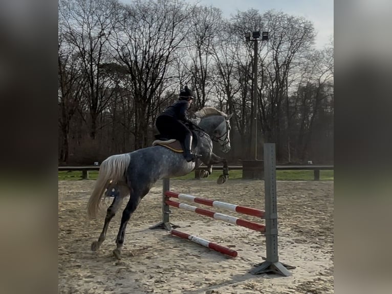 Thoroughbred Mare 8 years 16.1 hh Grey in RheinbergRheinberg