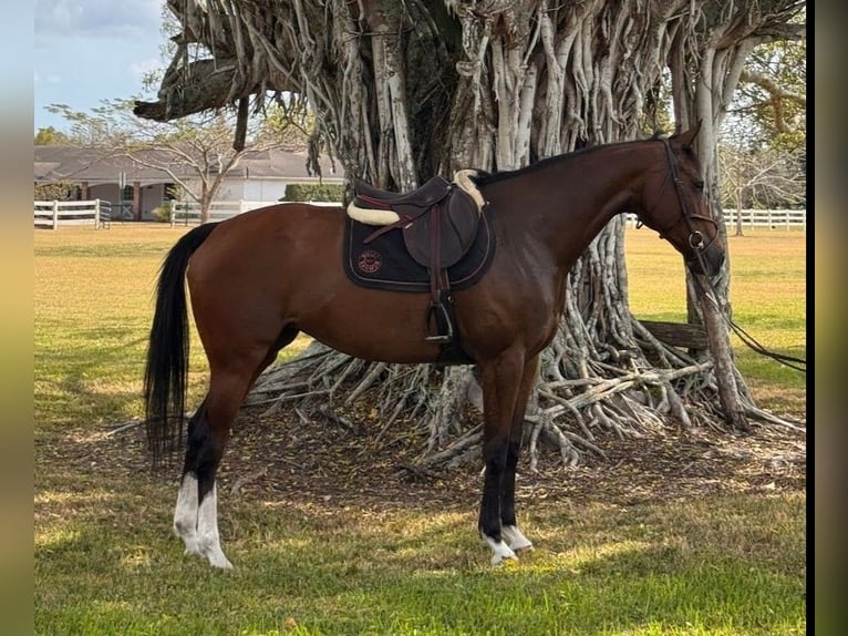 Thoroughbred Mare 8 years 16.2 hh Bay in Fort Lauderdale