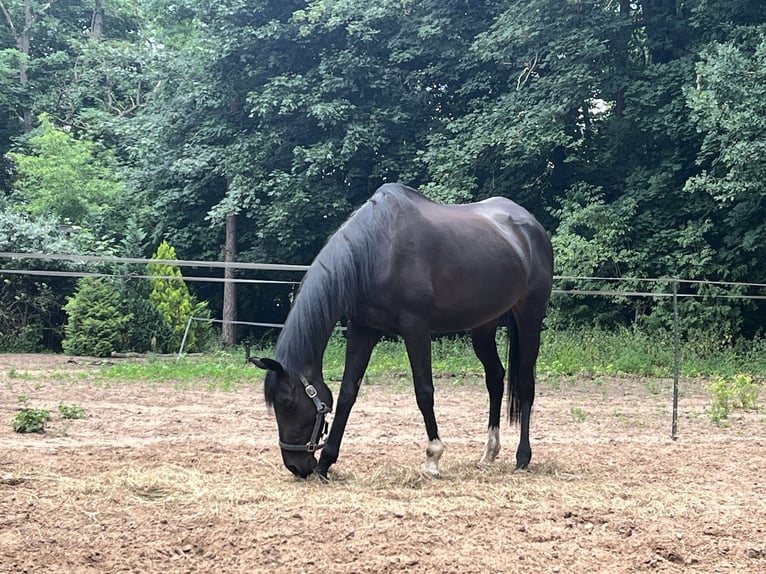 Thoroughbred Mare 8 years 16.2 hh Roan-Bay in Hoppegarten