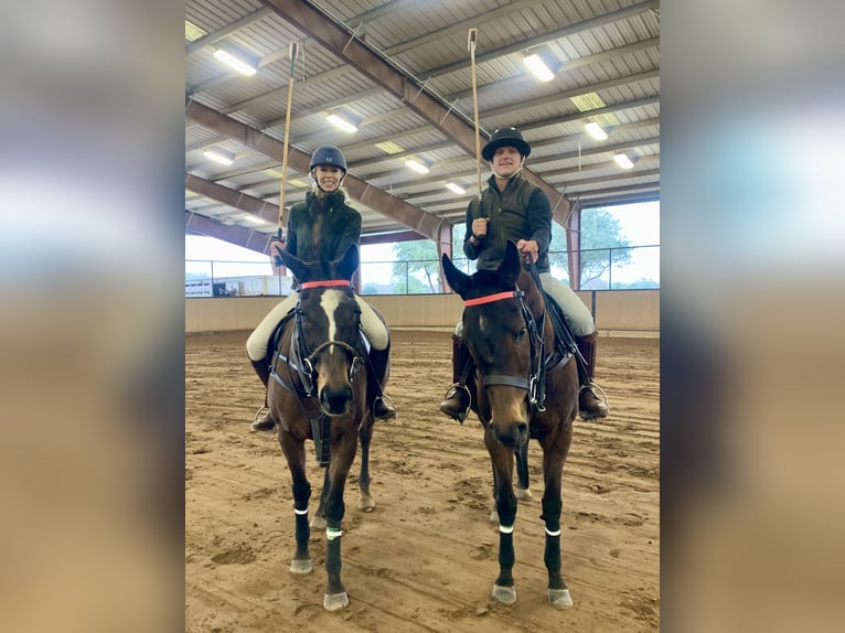 Thoroughbred Mare 8 years 16 hh Bay in Montgomery