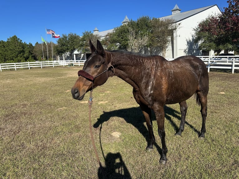 Thoroughbred Mare 8 years 16 hh Bay in Montgomery