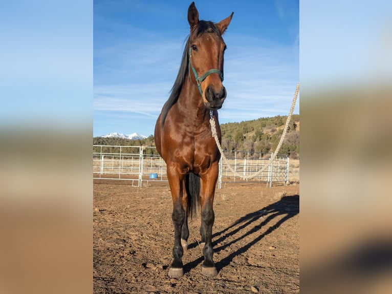 Thoroughbred Mare 8 years 16 hh Brown in Fort Worth Texas