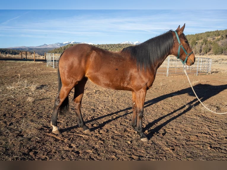 Thoroughbred Mare 8 years 16 hh Brown in Fort Worth Texas