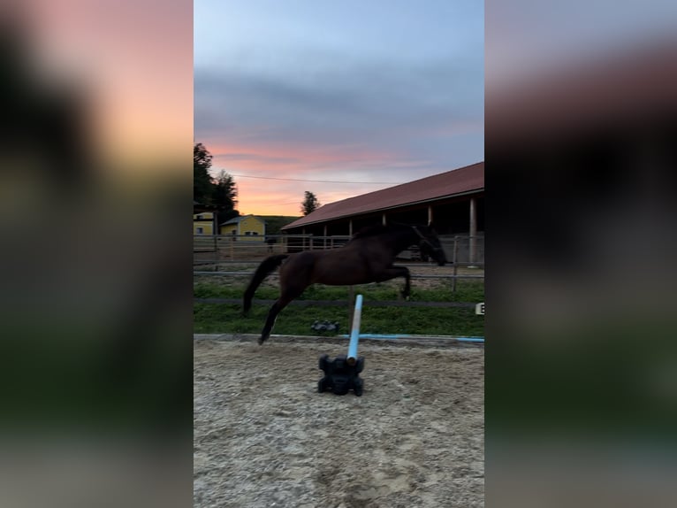 Thoroughbred Mare 8 years 16 hh Brown in Wels