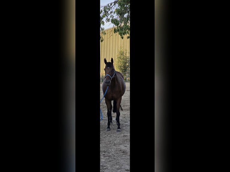 Thoroughbred Mare 8 years 16 hh Brown in Bonn