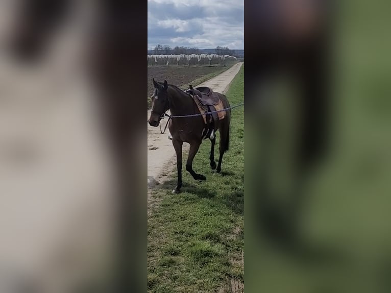 Thoroughbred Mare 8 years 16 hh Brown in Bonn