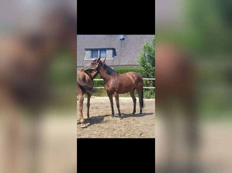 Thoroughbred Mare 8 years 16 hh Brown in Bonn