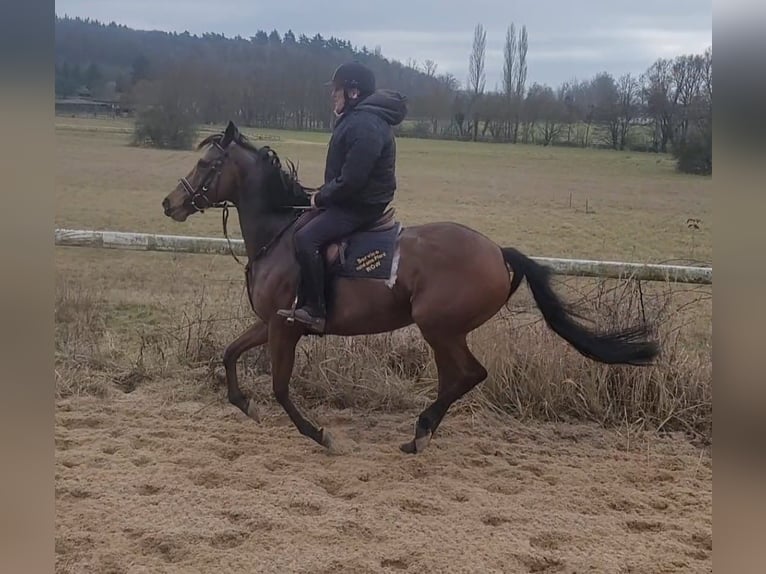 Thoroughbred Mare 8 years 16 hh Brown in Bonn