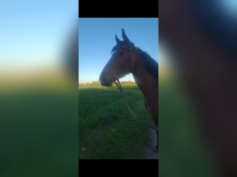 Thoroughbred Mare 8 years 16 hh Brown in Bonn