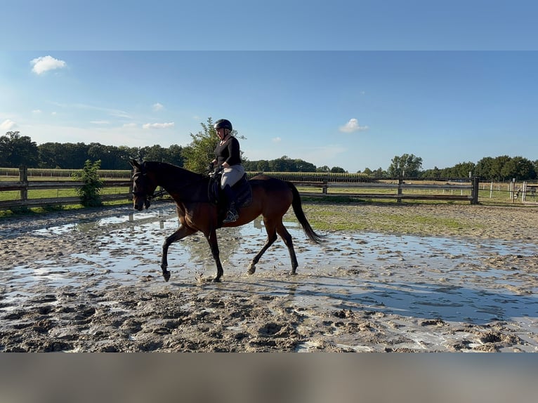 Thoroughbred Mare 8 years 16 hh Brown in Vreden