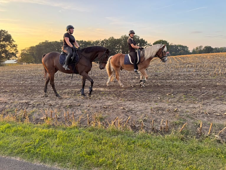 Thoroughbred Mare 8 years 16 hh Brown in Vreden
