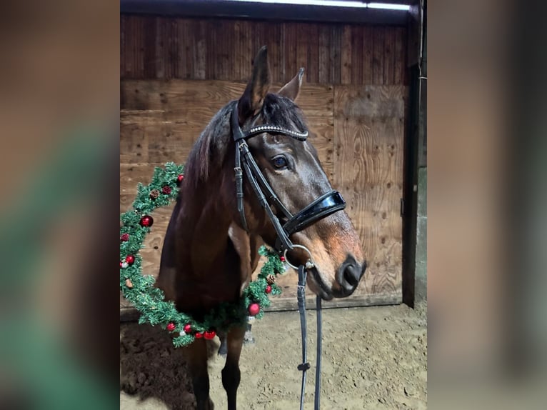 Thoroughbred Mare 8 years 16 hh Brown in Vreden