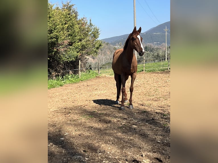 Thoroughbred Mare 8 years 16 hh Brown in Roccantica