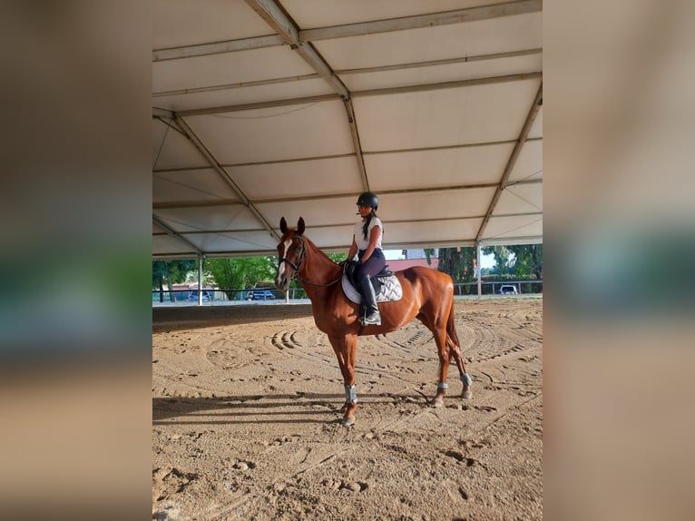 Thoroughbred Mare 8 years 16 hh Brown in Roccantica