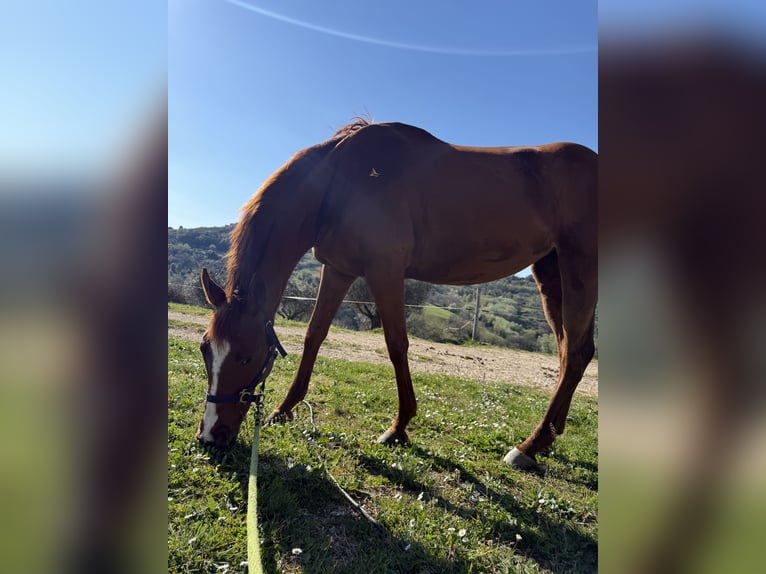 Thoroughbred Mare 8 years 16 hh Brown in Roccantica