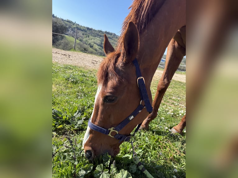 Thoroughbred Mare 8 years 16 hh Brown in Roccantica