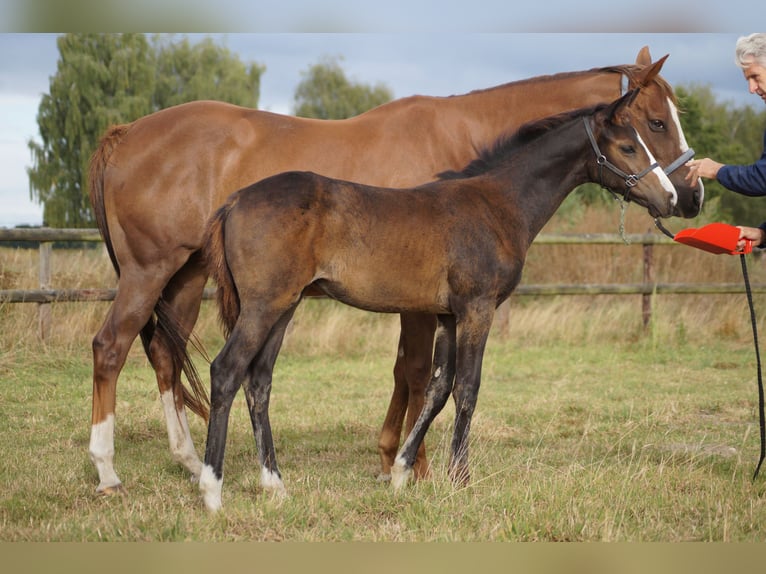 Thoroughbred Mare 8 years 16 hh Chestnut-Red in Warendorf