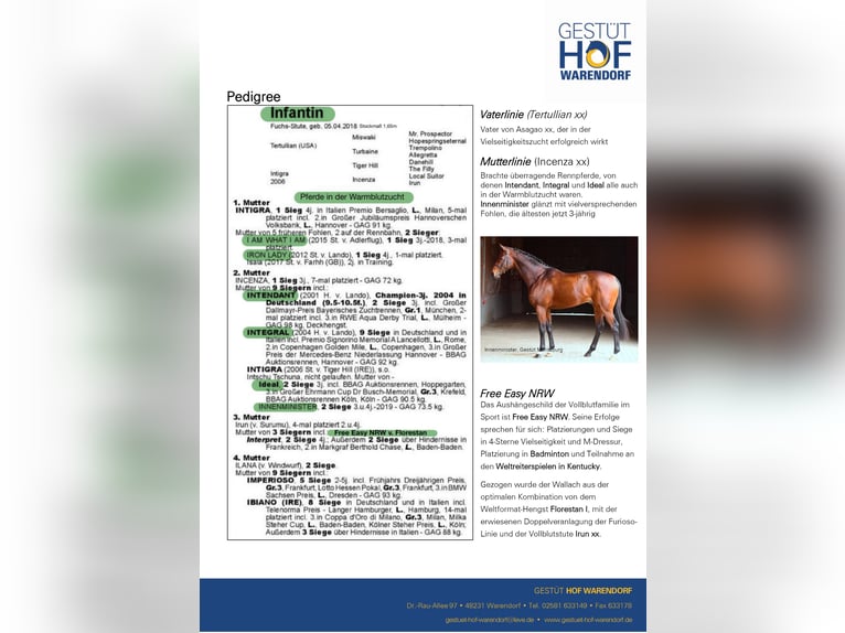 Thoroughbred Mare 8 years 16 hh Chestnut-Red in Warendorf