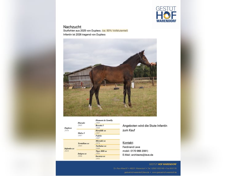 Thoroughbred Mare 8 years 16 hh Chestnut-Red in Warendorf