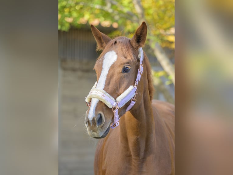 Thoroughbred Mare 8 years 16 hh Chestnut-Red in Bechhofen