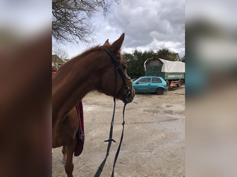 Thoroughbred Mare 8 years 16 hh Chestnut-Red in Bechhofen