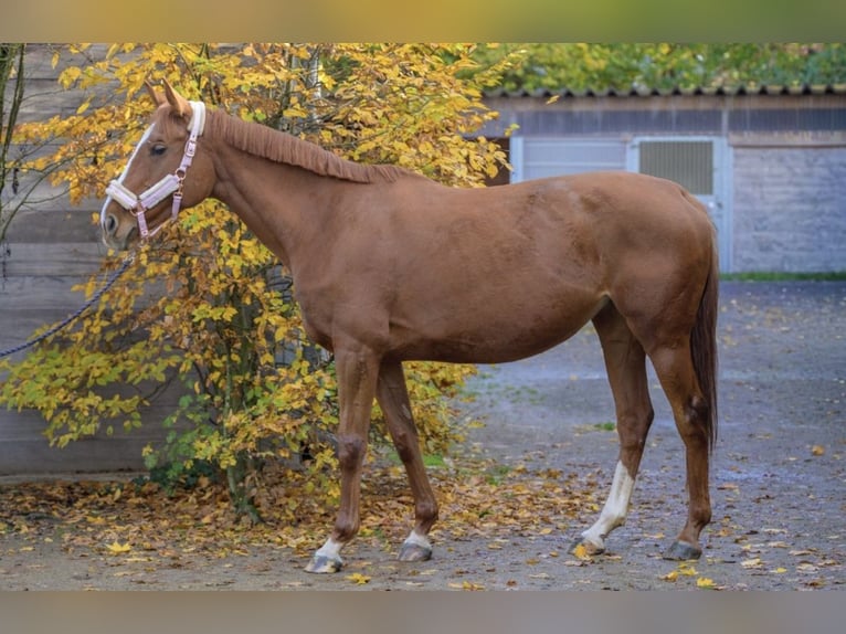 Thoroughbred Mare 8 years 16 hh Chestnut-Red in Mannheim