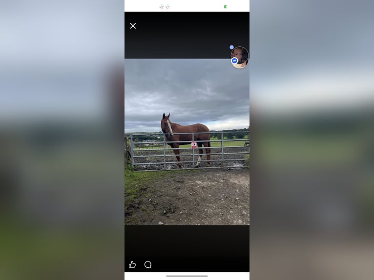 Thoroughbred Mare 8 years 16 hh Chestnut in Clydebank