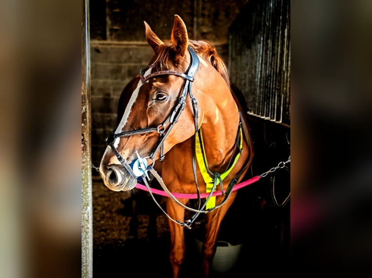 Thoroughbred Mare 8 years 16 hh Chestnut in Clydebank